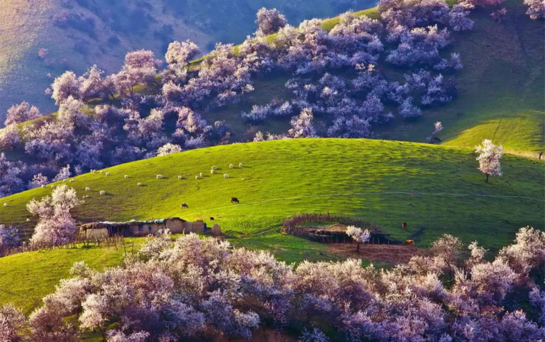 10 Days Stunning Xinjiang Tour including Ili Apricot Blossom and Naraty Grassland