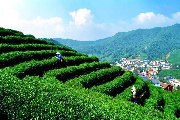 Meijiawu Longjing Tea Plantation in Spring