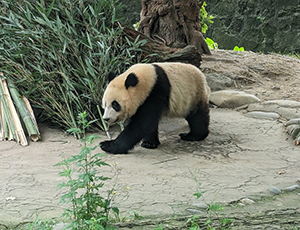 Dujiangyan Tour