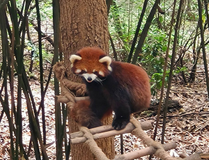 Chengdu Tour