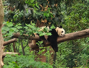 Chengdu Tour