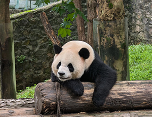 Dujiangyan Tour