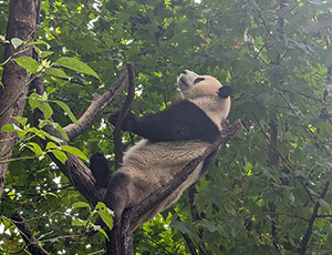 Dujiangyan Tour