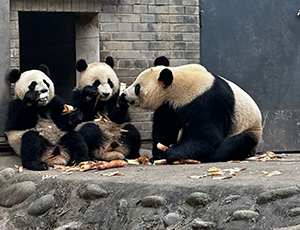 Chengdu Tour