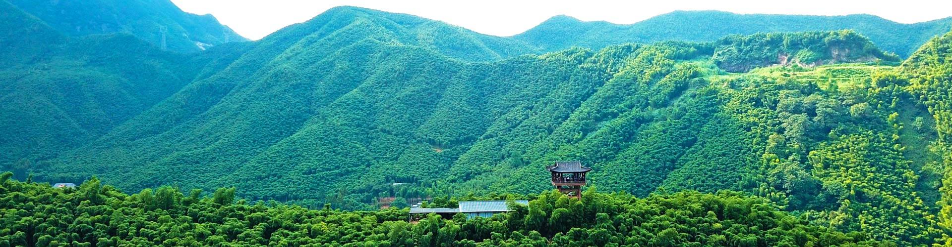 China's Bamboo Forests