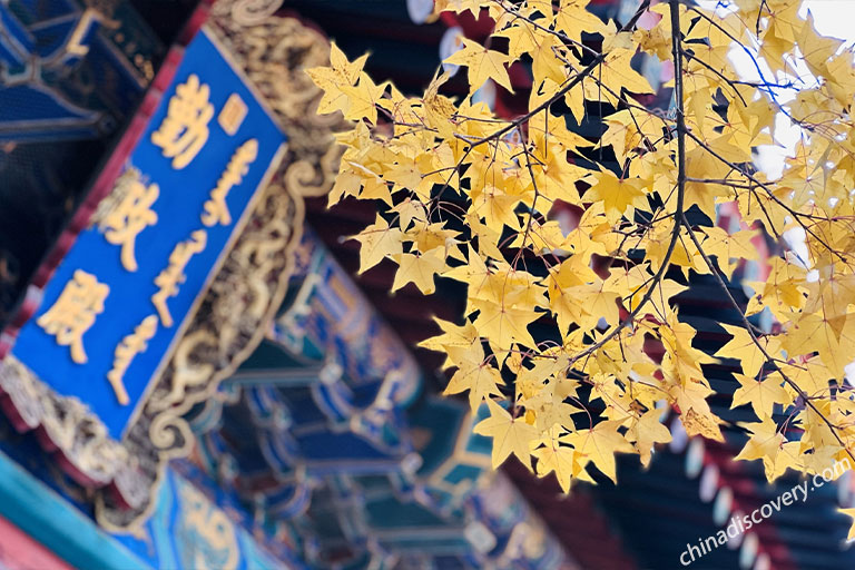 Beijing Autumn Travel