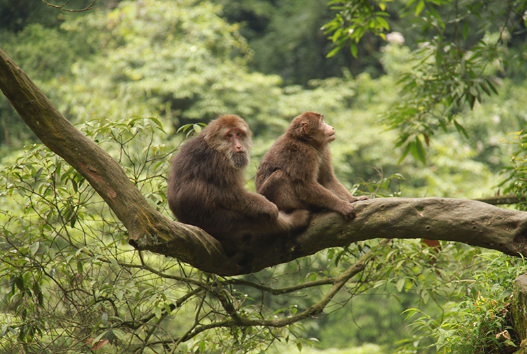 Mount Emei