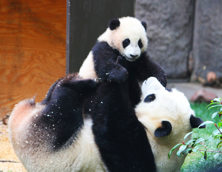 Chengdu Giant Panda