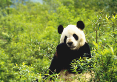 Chengdu Giant Panda