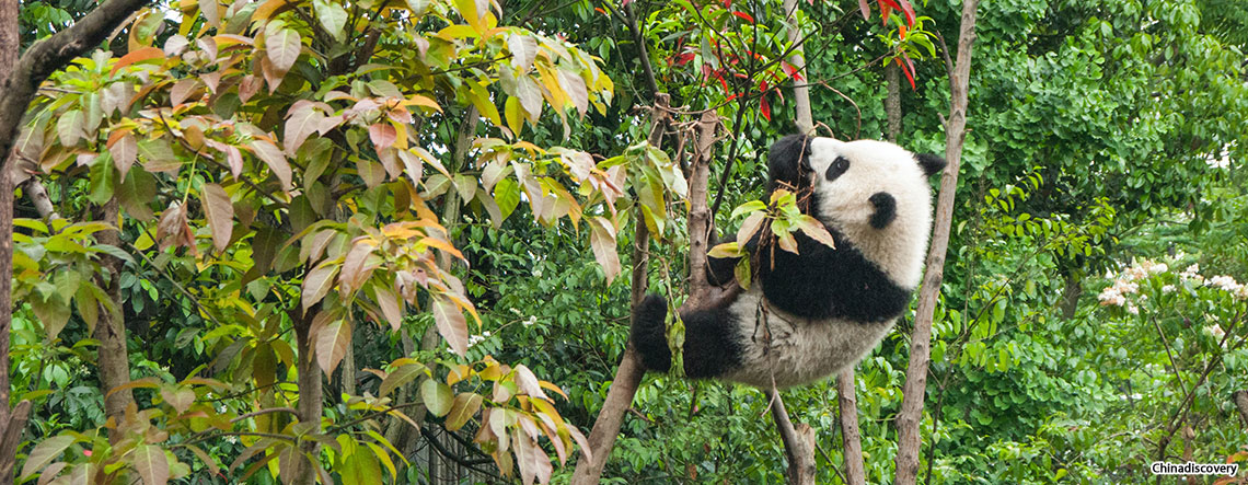 Chengdu Tibet Tour 2025