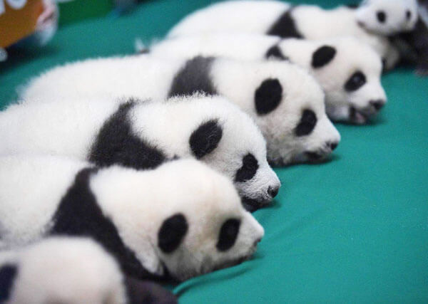 Chengdu Giant Panda