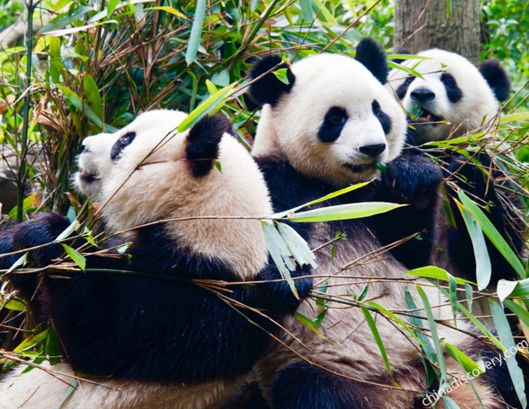 Giant Panda Breeding Research Base