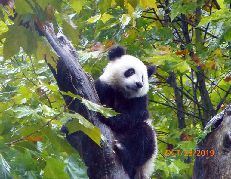 Giant Panda Climbing Tree