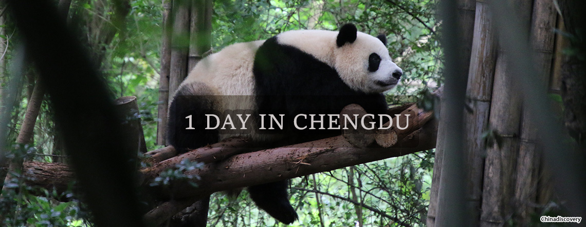 1 Days Chengdu Itineraries