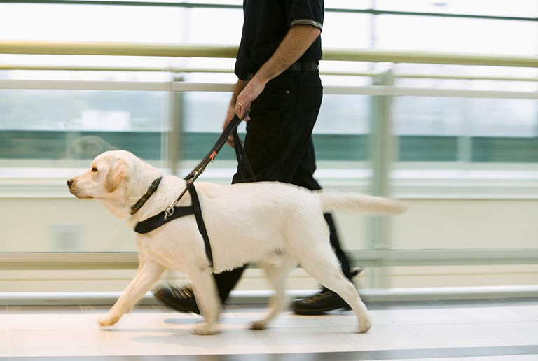 Guide Dog can be Taken on Train