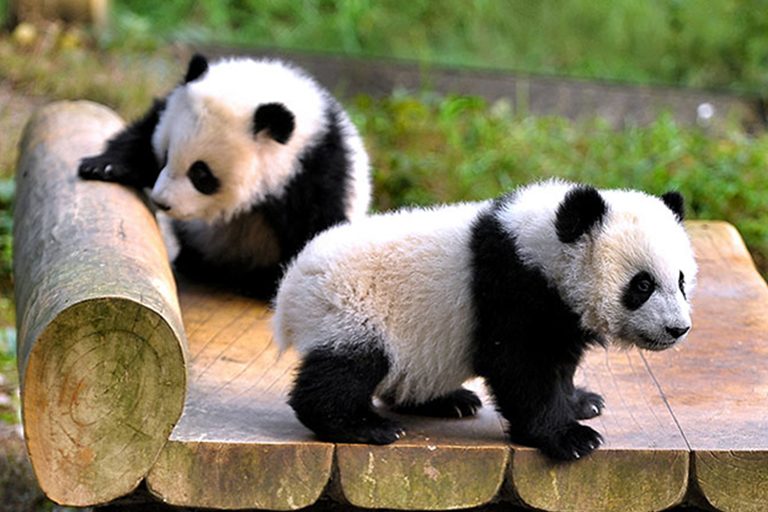 Chongqing Zoo