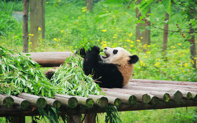 Chongqing Zoo