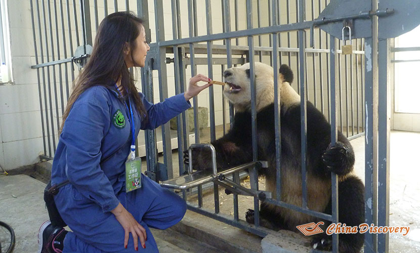 Chengdu Dujiangyan Panda Base