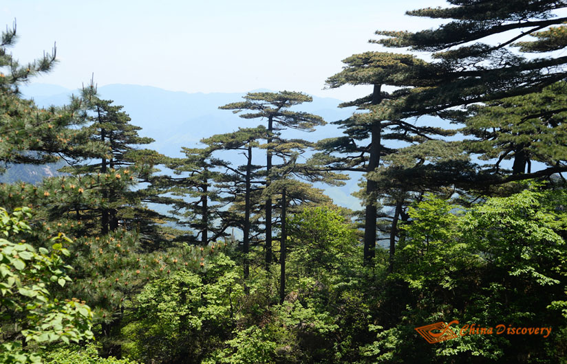 China Huangshan Travel Photo