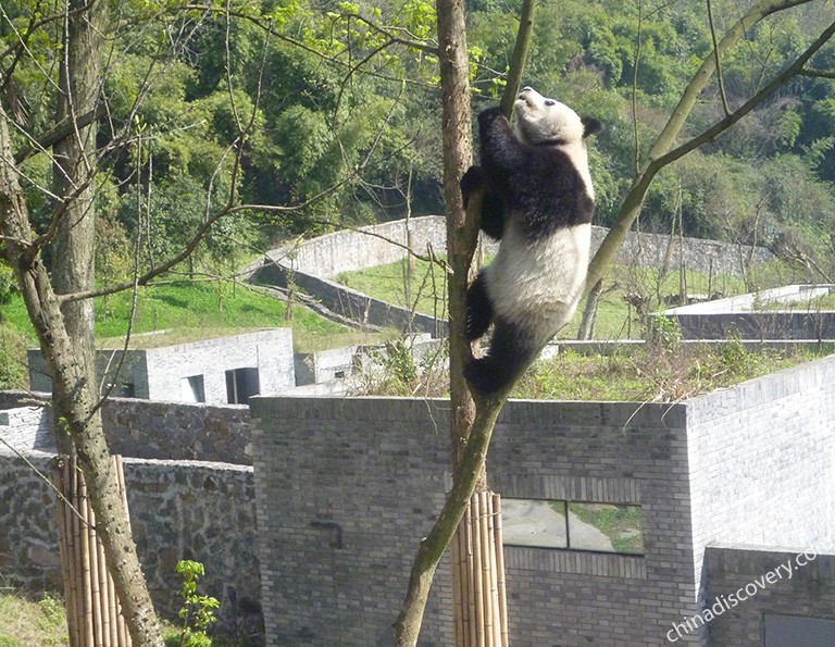 Dujiangyan Panda