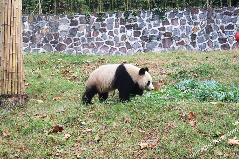 Dujiangyan Panda Base
