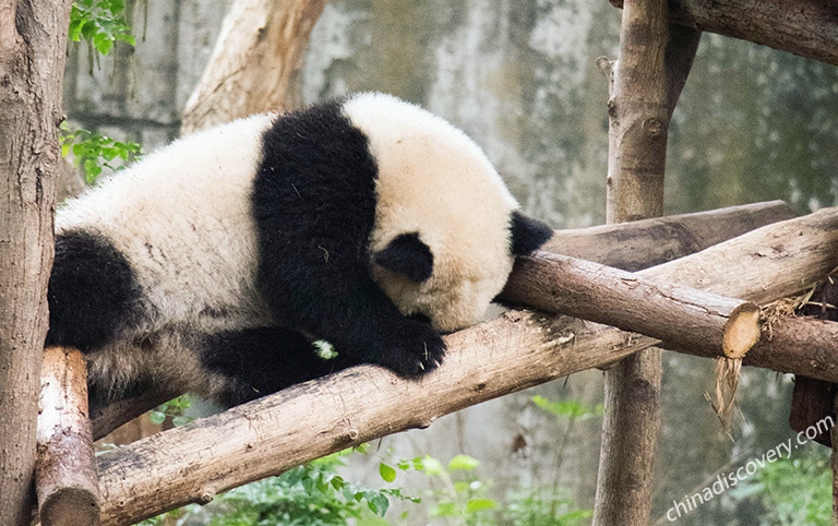 Sleeping Panda Cub on the Tree at Dujiangyan Panda Base