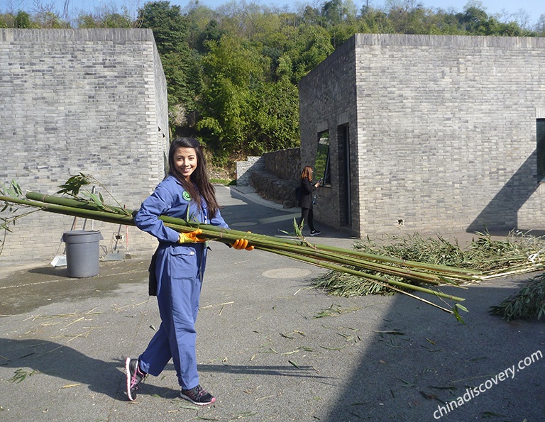 Panda Volunteer Work to Clean Panda Enclosure