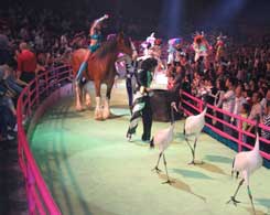 Changlong International Circus