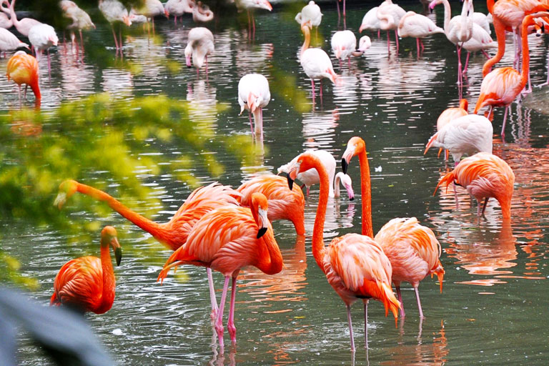 Chimelong Safari Park