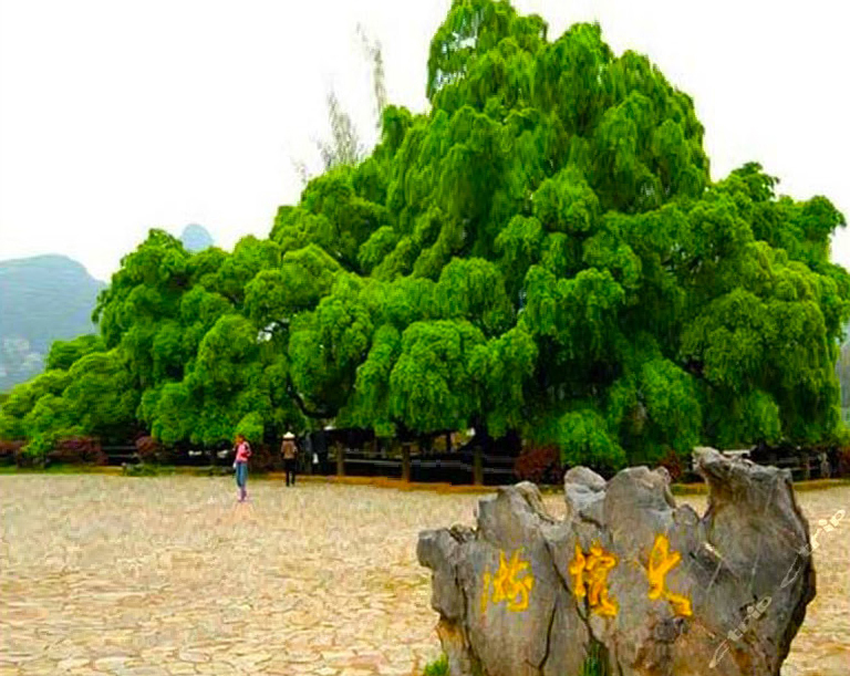 Big Banyan Tree