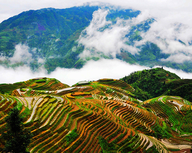 Longji Rice Terraces