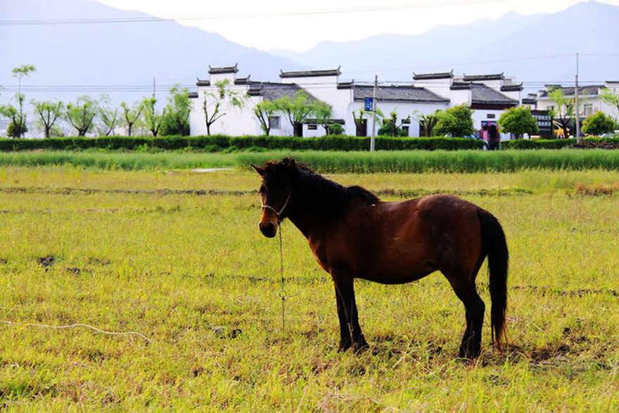 Nanping Ancient Village