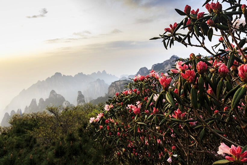 Spring Weather on Huangshan Yellow Mountain