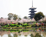 Wuhan Cherry blossom Festival