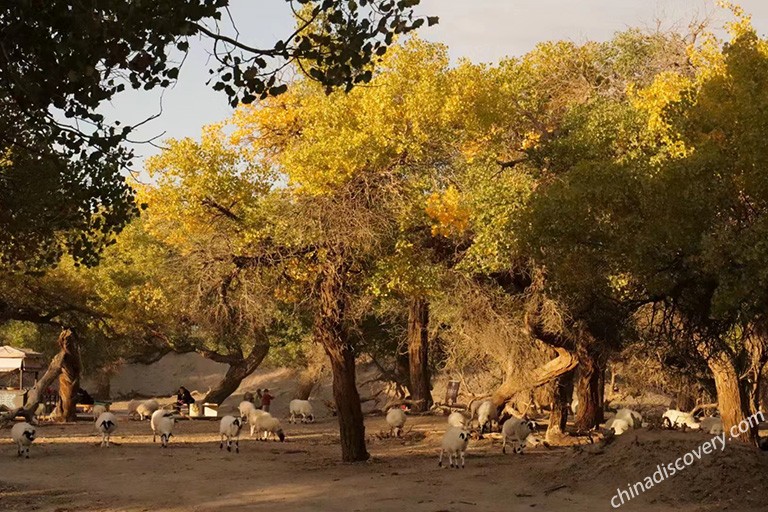 Inner Mongolia Travel