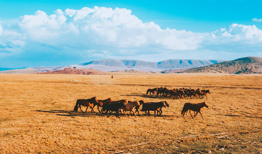 Inner Mongolia Autumn