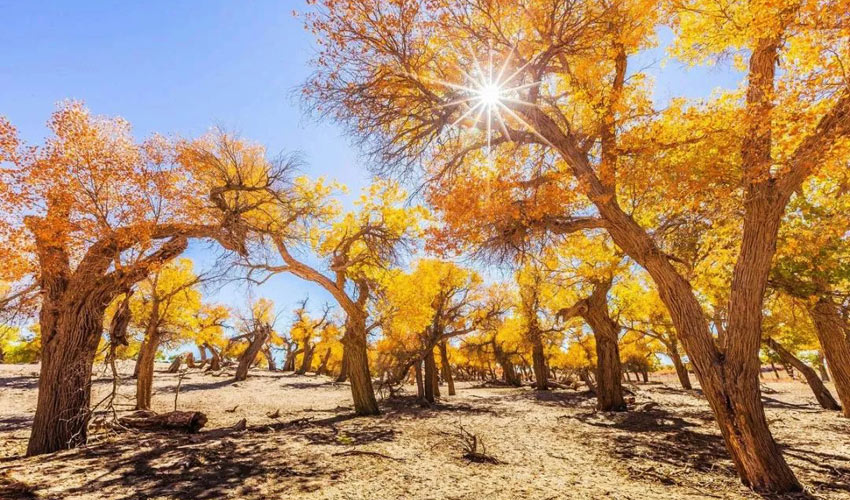 Inner Mongolia Autumn