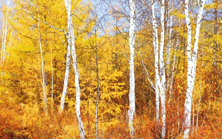 White Birch Forest in Autumn