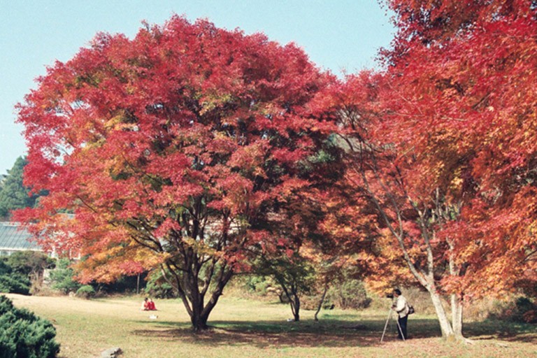 Maple Trees on Mount Lu
