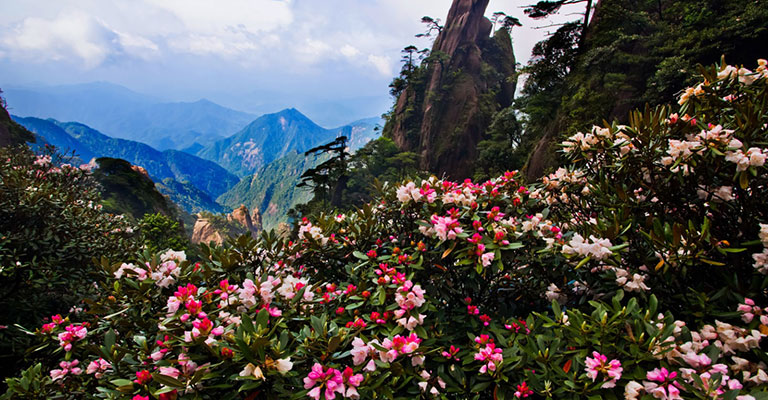Azaleas on Sanqing Mountain