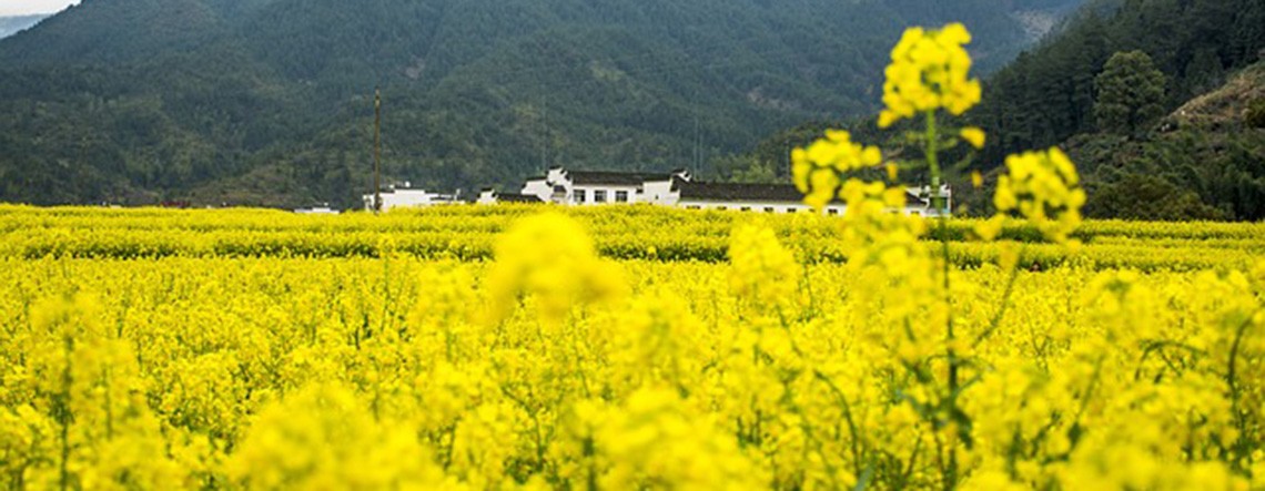 Classic Mount Lu with Wuyuan Villages Tour 2025