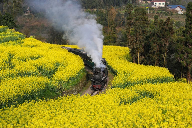 Jiayang Steam Train passing through canola flowers in March