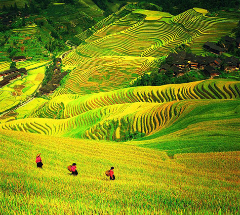 Longji Terrace