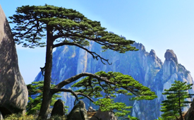 Huangshan Photography Tour