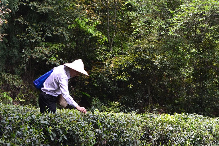 Picking fresh tea leaves in the Tea Plantation
