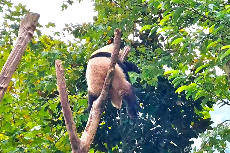 Shenshuping Base Giant Panda