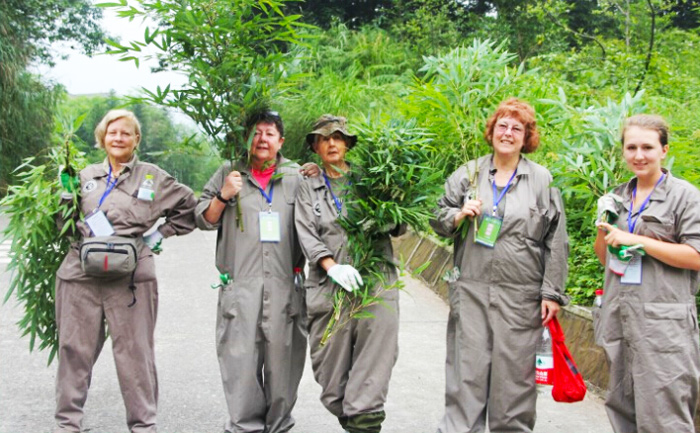 Shenshuping Panda Volunteer - Panda Loving Care Program