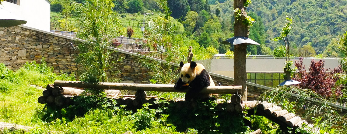 Chengdu Wolong Panda Tour - Wolong Pandas