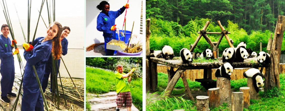 Dujiangyang Wolong Panda Tour - Panda Volunteer