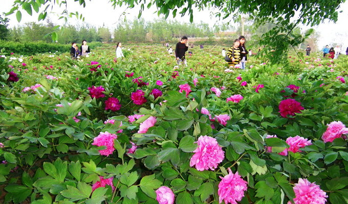 Luoyang Peony